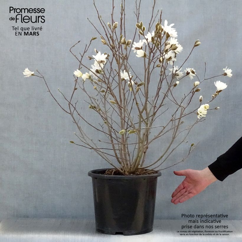Exemplaar van Magnolia stellata Waterlily - Stermagnolia Pot van 7,5 l/10 l zoals geleverd in de lente