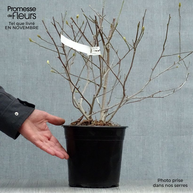 Exemplaar van Magnolia stellata Waterlily - Stermagnolia Pot van 4 l/5 l zoals geleverd in de herfst