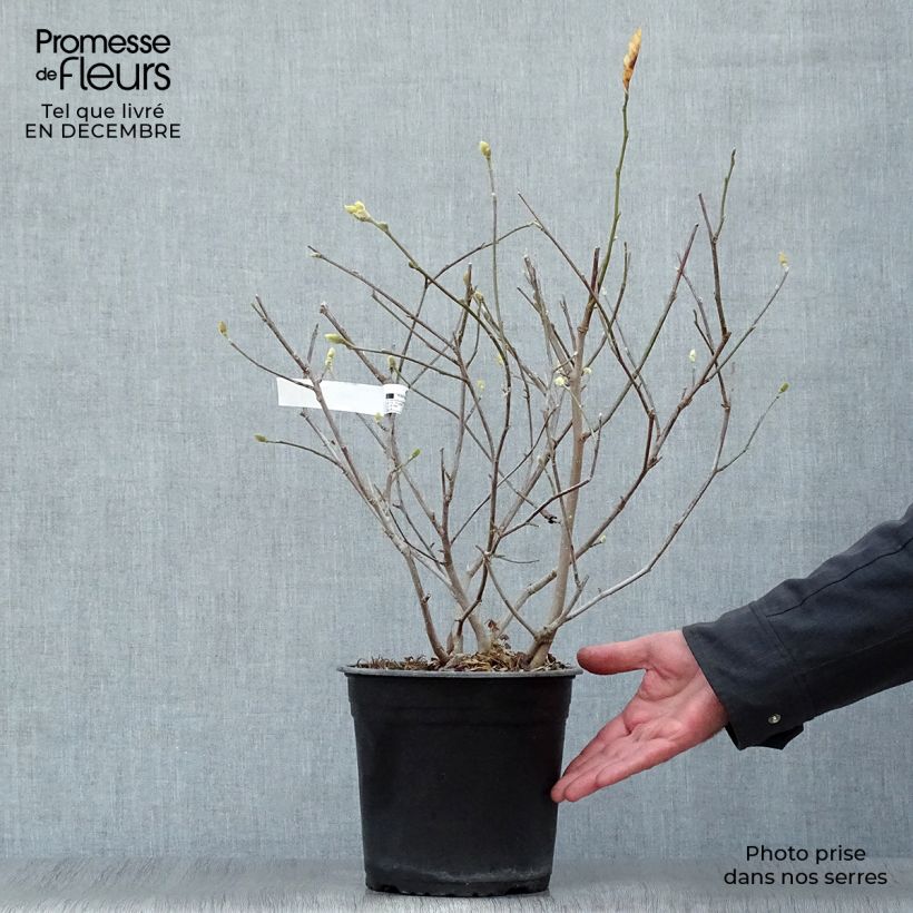 Example of Magnolia étoilé - Magnolia stellata Waterlily Pot van 4 l/5 l as you get in hiver