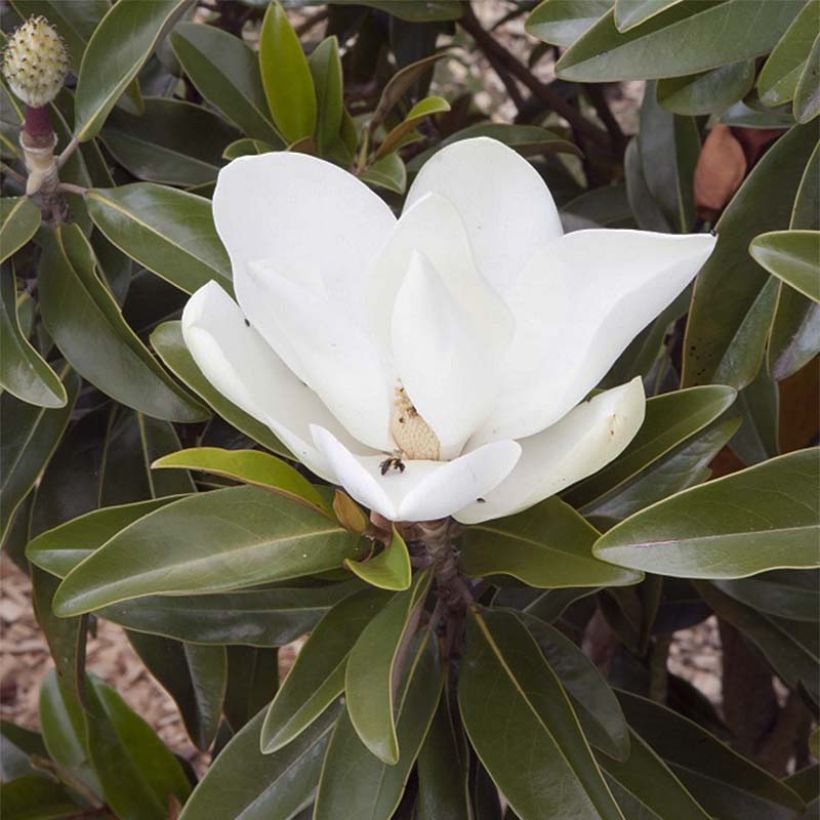 Magnolia grandiflora Alta - Zuidelijke magnolia (Flowering)