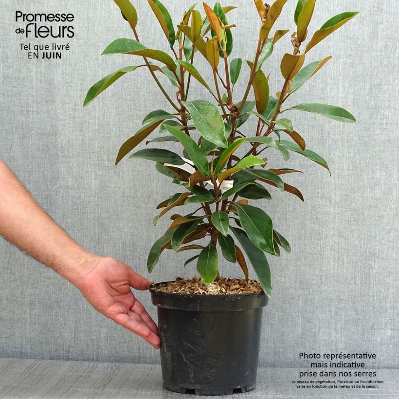 Exemplaar van Magnolia grandiflora Alta - Zuidelijke magnolia Pot van 4 l/5 l zoals geleverd in de zomer