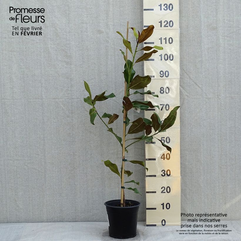 Example of Magnolia grandiflora Bracken's Brown Beauty - Zuidelijke magnolia Pot van 4 l/5 l as you get in hiver
