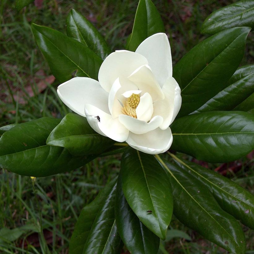 Magnolia grandiflora Ferruginea - Zuidelijke magnolia (Foliage)
