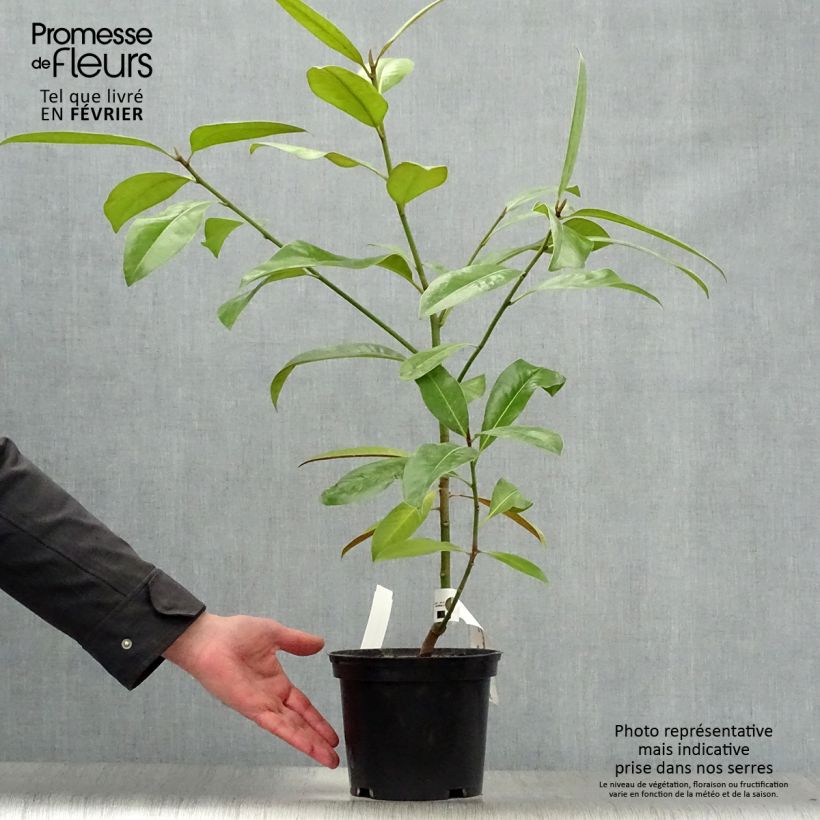 Example of Magnolia grandiflora Ferruginea - Laurier-tulipier Pot van 1,5 l/2 l as you get in hiver