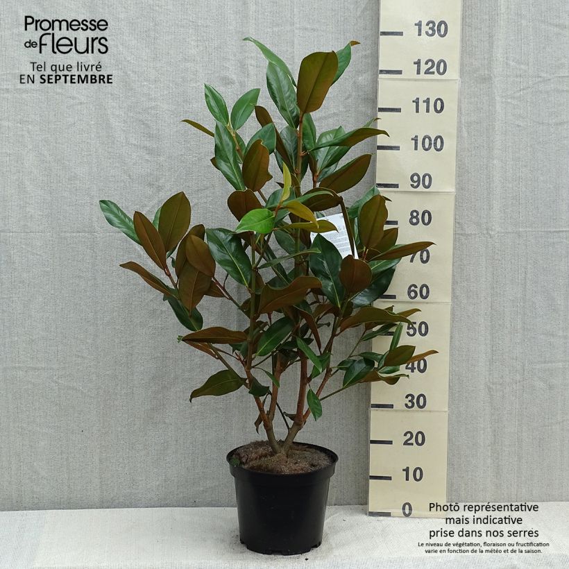Exemplaar van Magnolia grandiflora Galissonière - Zuidelijke magnolia Pot van 7,5 l/10 l zoals geleverd in de zomer