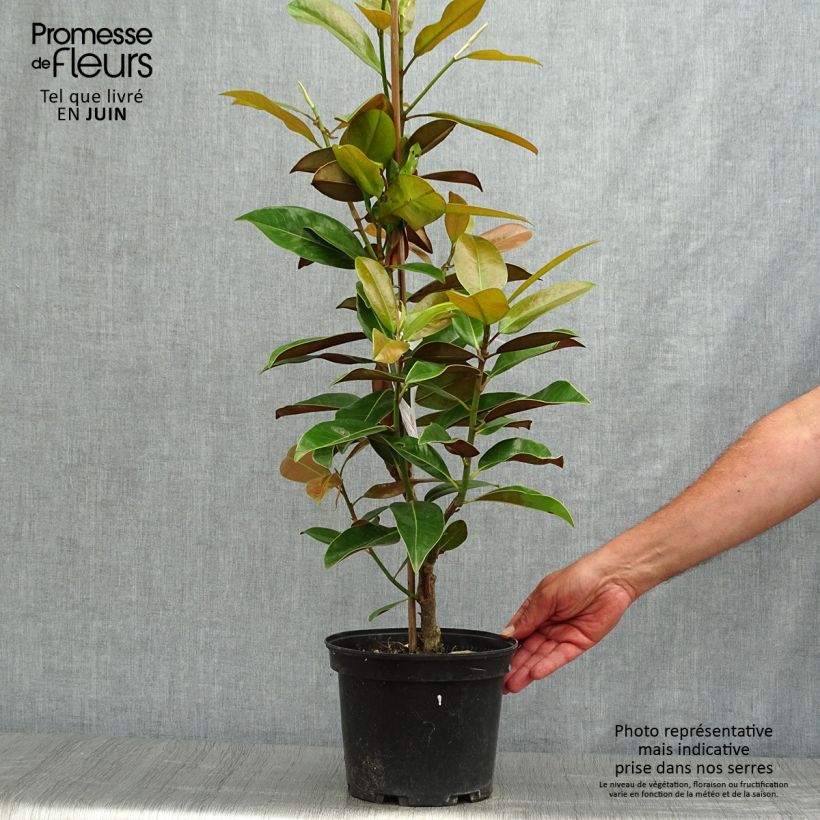 Exemplaar van Magnolia grandiflora Galissonière - Zuidelijke magnolia Pot van 4 l/5 l zoals geleverd in de zomer