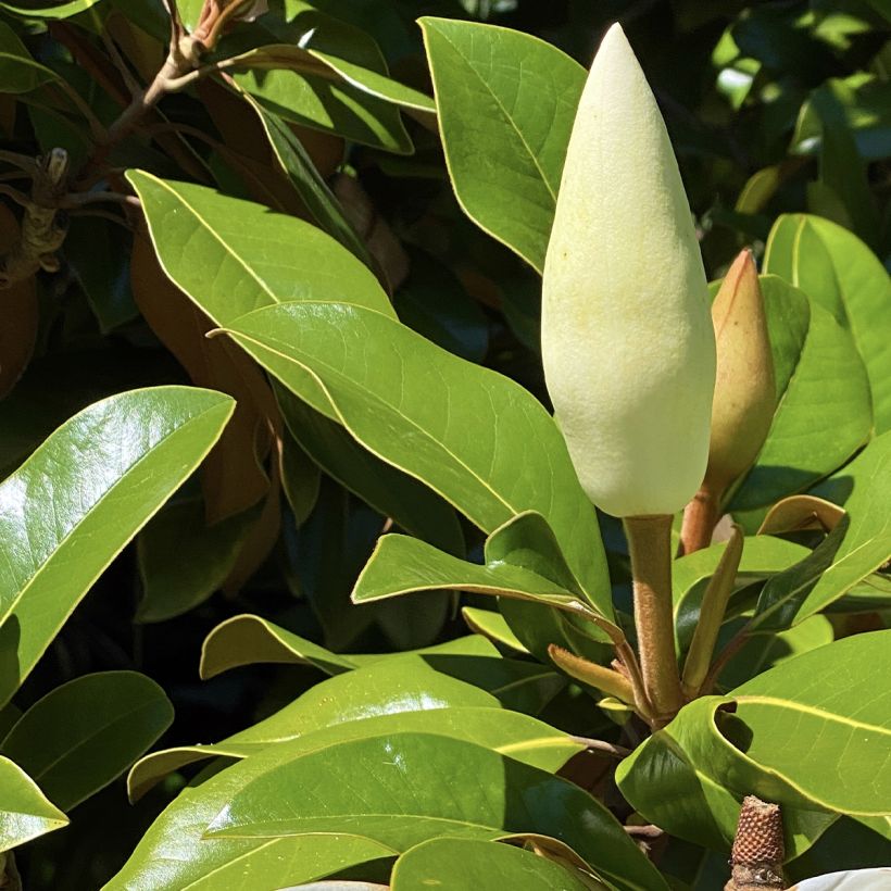 Magnolia grandiflora Goliath - Zuidelijke magnolia (Foliage)