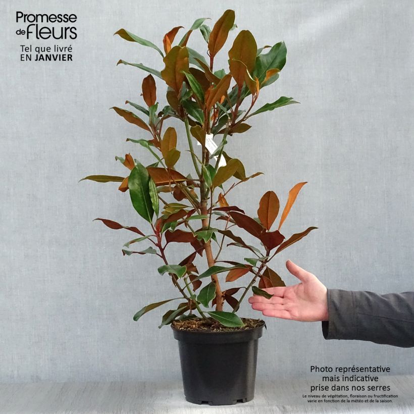 Example of Magnolia grandiflora Kay Parris - Zuidelijke magnolia Pot van 4 l/5 l as you get in hiver