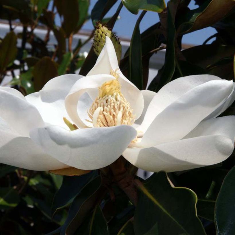 Magnolia grandiflora Little Gem - Zuidelijke magnolia (Flowering)
