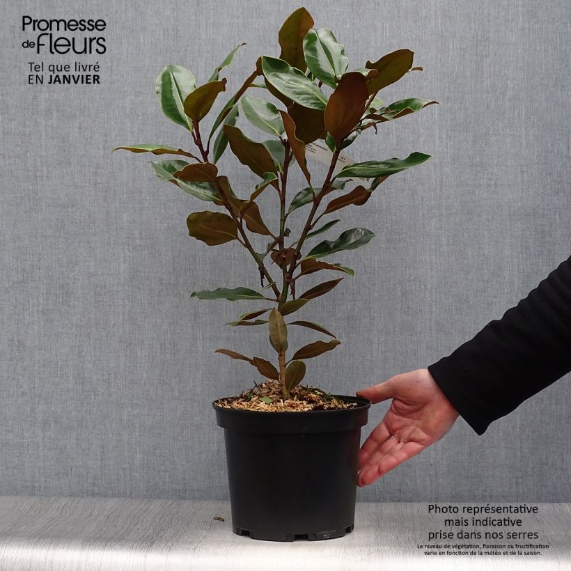 Example of Magnolia grandiflora Little Gem - Magnolia nain Pot van 3 l/4 l as you get in hiver