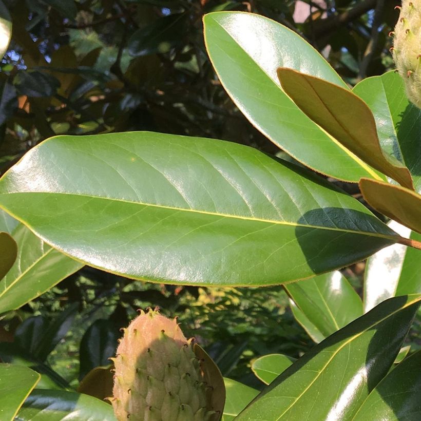 Magnolia grandiflora Purpan - Zuidelijke magnolia (Foliage)