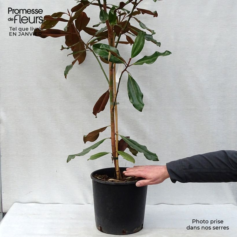 Example of Magnolia grandiflora Purpan Pot van 7,5 l/10 l as you get in hiver