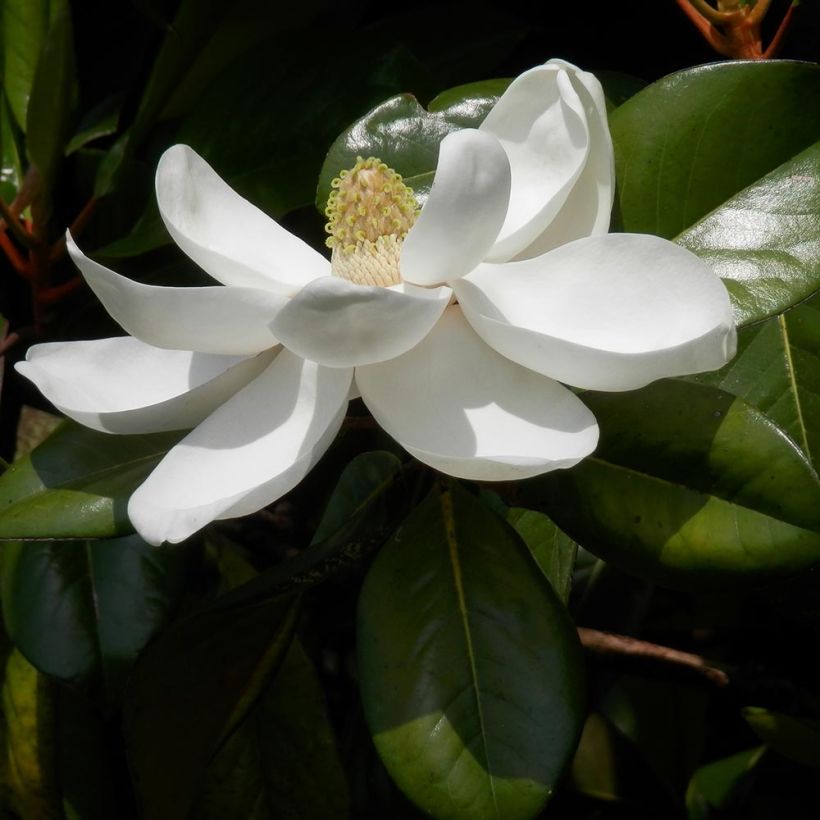 Magnolia grandiflora Treyve - Zuidelijke magnolia (Foliage)