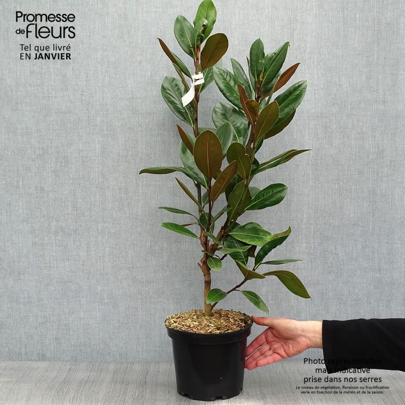 Example of Magnolia grandiflora Treyve Pot van 4 l/5 l as you get in hiver