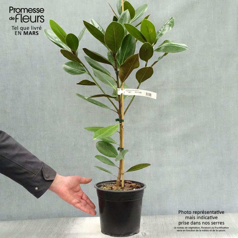Exemplaar van Magnolia grandiflora Treyve - Zuidelijke magnolia Pot van 4 l/5 l, Kroonhoogte zoals geleverd in de lente