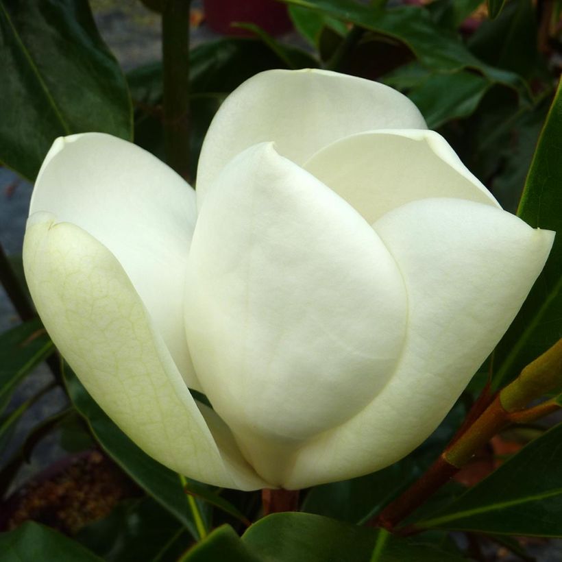 Magnolia grandiflora Kay Parris - Zuidelijke magnolia (Flowering)