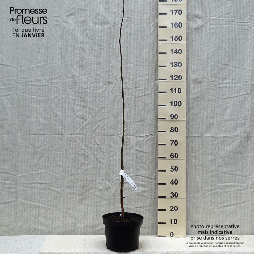 Example of Magnolia kobus - Magnolia de Kobe Pot van 4 l/5 l as you get in hiver