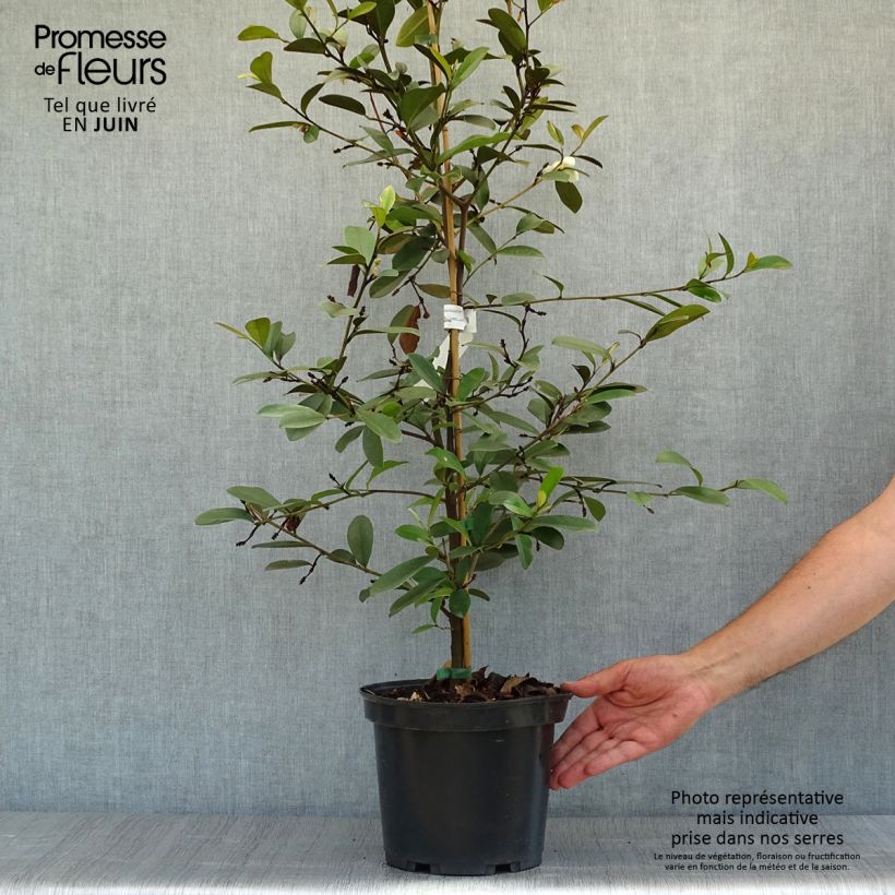 Exemplaar van Magnolia laevifolia Achteraan - Bananenstruik Pot van 4 l/5 l zoals geleverd in de zomer