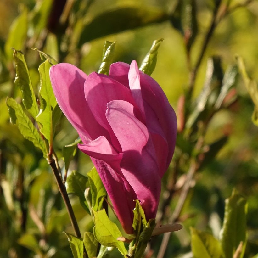 Magnolia liliflora Nigra - Leliemagnolia (Bloei)