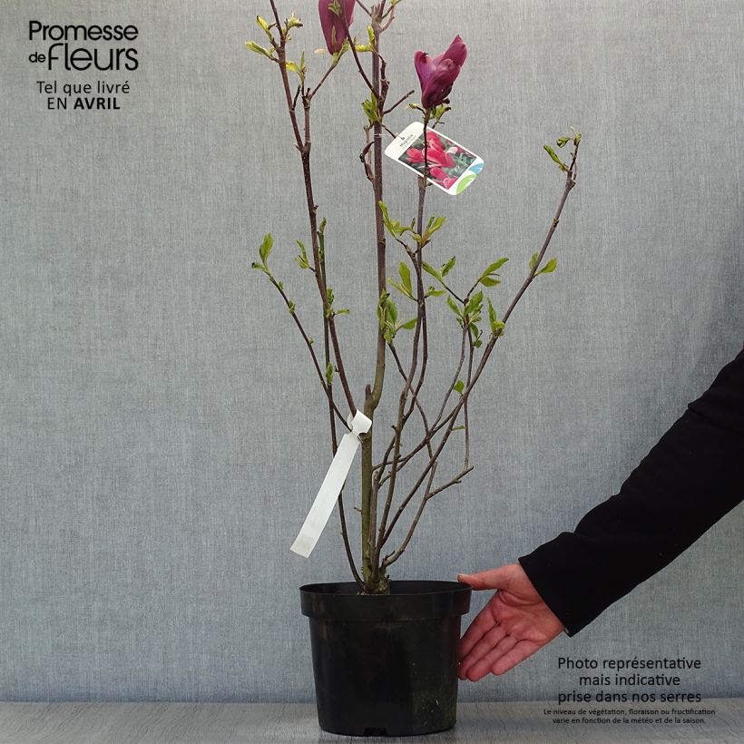 Exemplaar van Magnolia liliflora Nigra - Leliemagnolia Pot van 3 l/4 l zoals geleverd in de lente