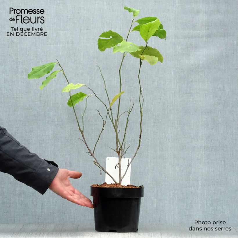 Example of Magnolia loebneri Leonard Messel Pot van 3 l/4 l as you get in hiver