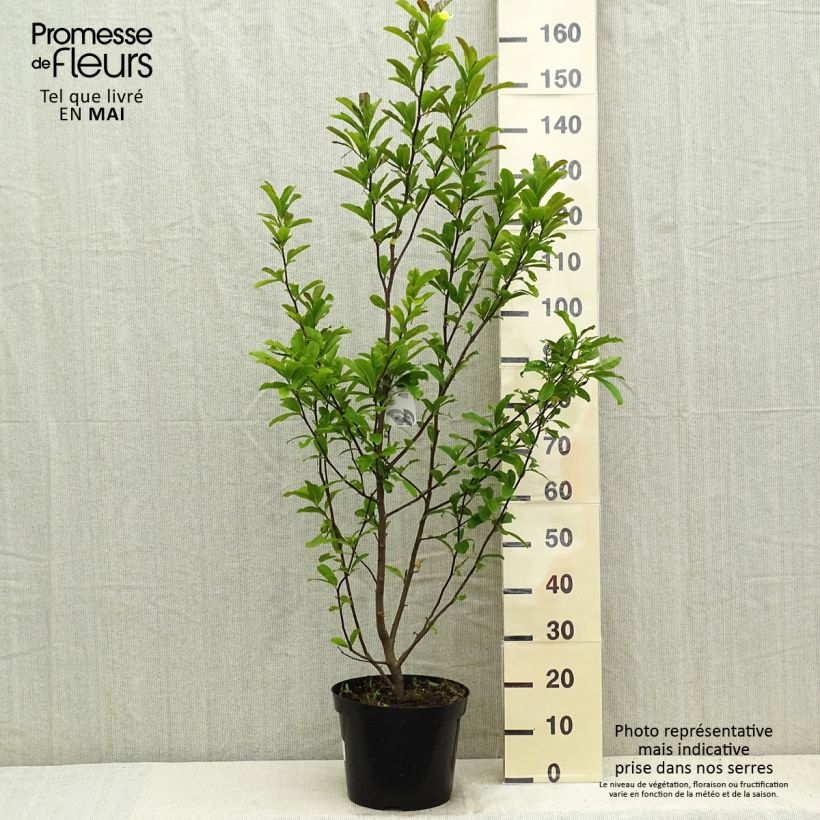 Exemplaar van Magnolia loebneri Leonard Messel - Beverboom Pot van 6 l/7 l zoals geleverd in de lente