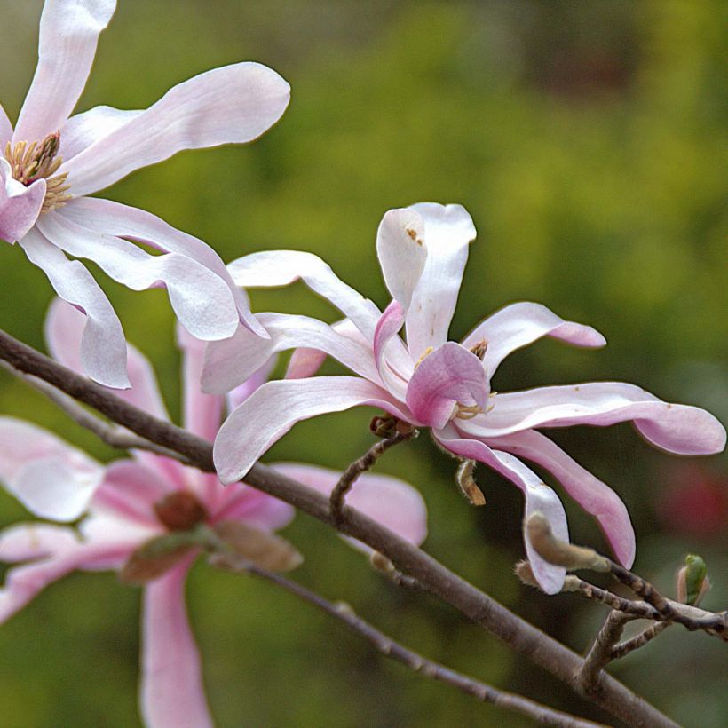 Magnolia loebneri Merrill - Beverboom (Flowering)