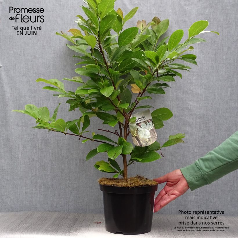 Exemplaar van Magnolia loebneri Wildcat - Beverboom Pot van 4 l/5 l zoals geleverd in de zomer