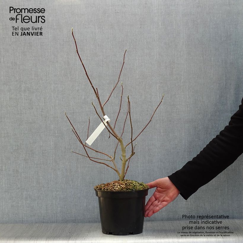 Example of Magnolia loebneri Wildcat Pot van 4 l/5 l as you get in hiver