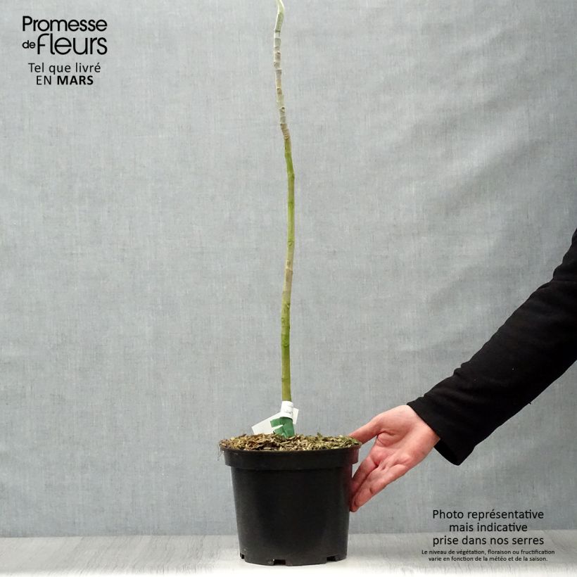 Exemplaar van Magnolia macrophylla - Grootbladige magnolia Pot van 4 l/5 l zoals geleverd in de lente