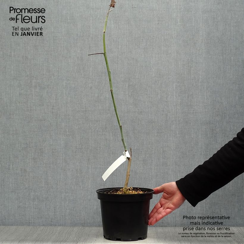 Example of Magnolia macrophylla subsp. ashei - Magnolia à grandes feuilles Pot van 4 l/5 l as you get in hiver