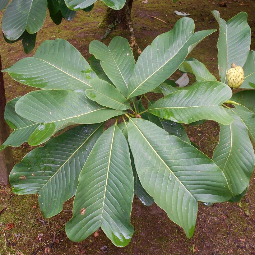 Magnolia officinalis biloba - Chinese kransmagnolia (Foliage)