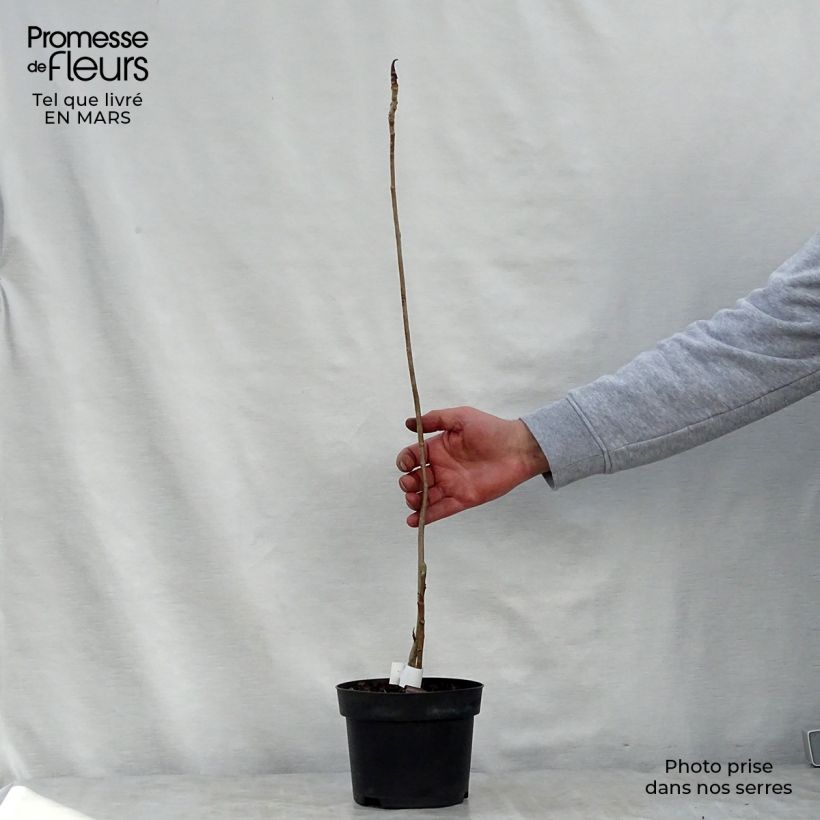 Exemplaar van Magnolia officinalis biloba - Chinese kransmagnolia Pot van 4 l/5 l zoals geleverd in de lente