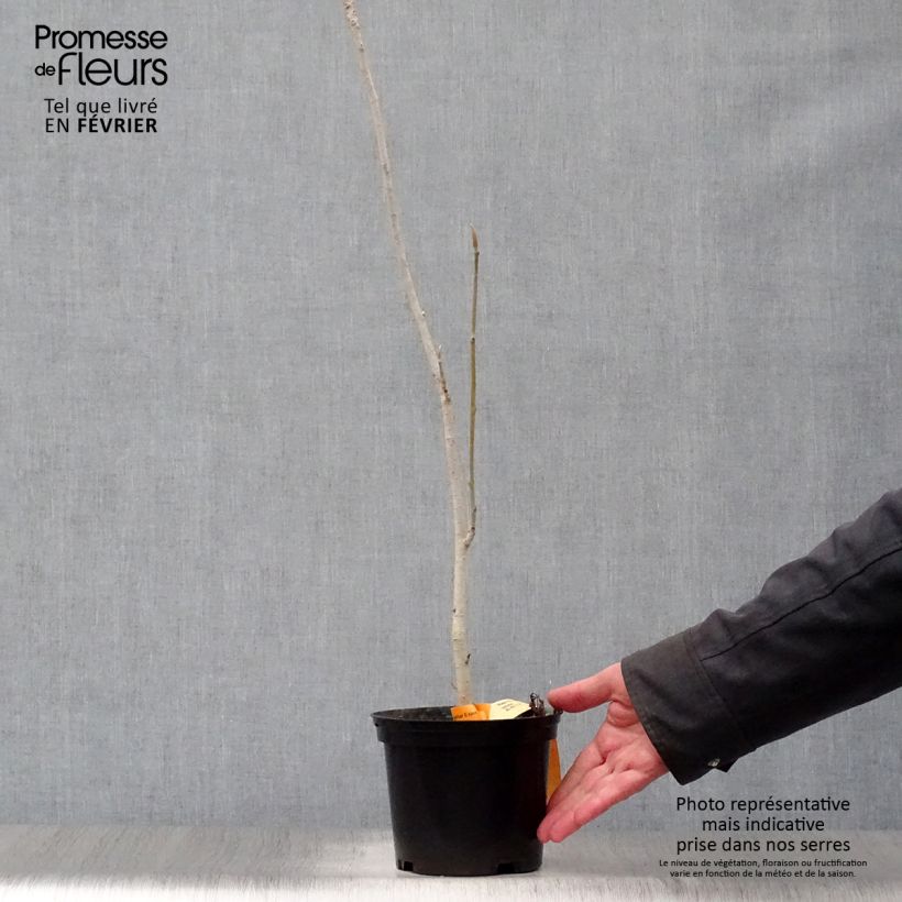 Example of Magnolia officinalis biloba - Magnolia officinal              Pot van 4 l/5 l as you get in hiver