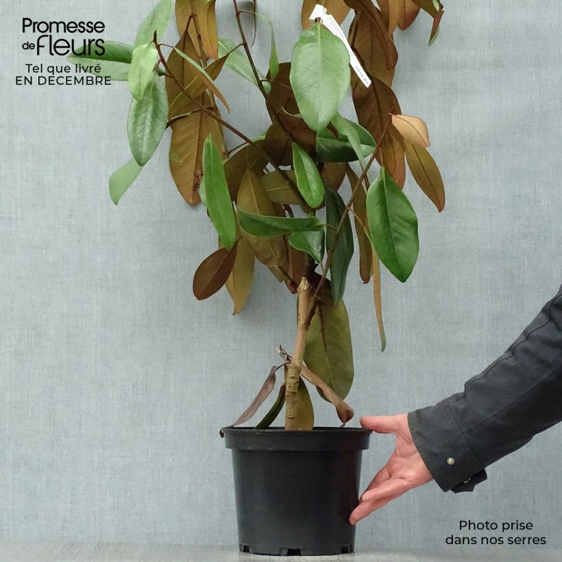 Example of Magnolia persistant D.d. blanchard - Magnolias grandiflora Pot van 4 l/5 l as you get in hiver