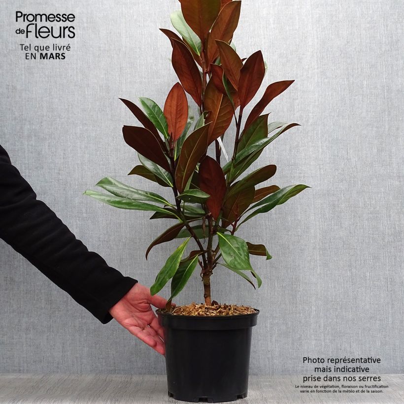 Exemplaar van Magnolia grandiflora D.d. blanchard - Zuidelijke magnolia Pot van 4 l/5 l zoals geleverd in de lente