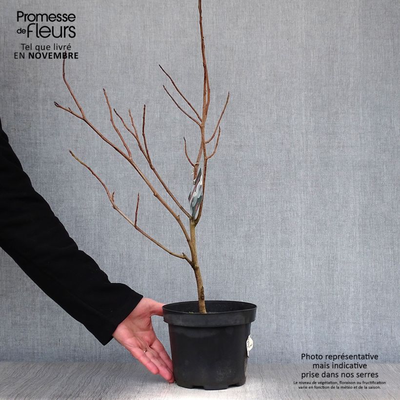 Exemplaar van Magnolia sieboldii - Beverboom Pot van 3 l/4 l zoals geleverd in de herfst