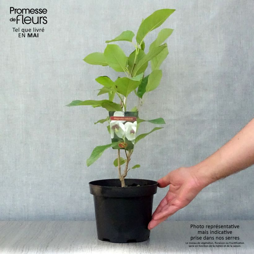 Exemplaar van Magnolia sieboldii - Beverboom Pot van 3 l/4 l zoals geleverd in de lente