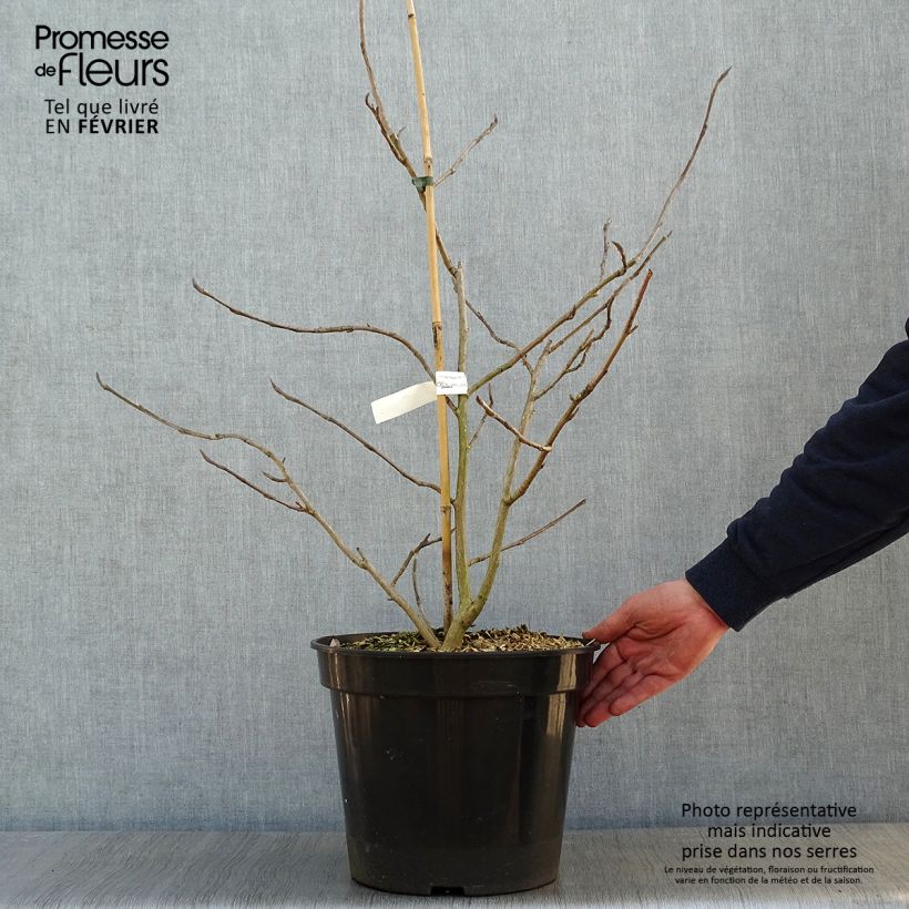 Example of Magnolia sieboldii Colossus Pot van 12 l/15 l as you get in hiver