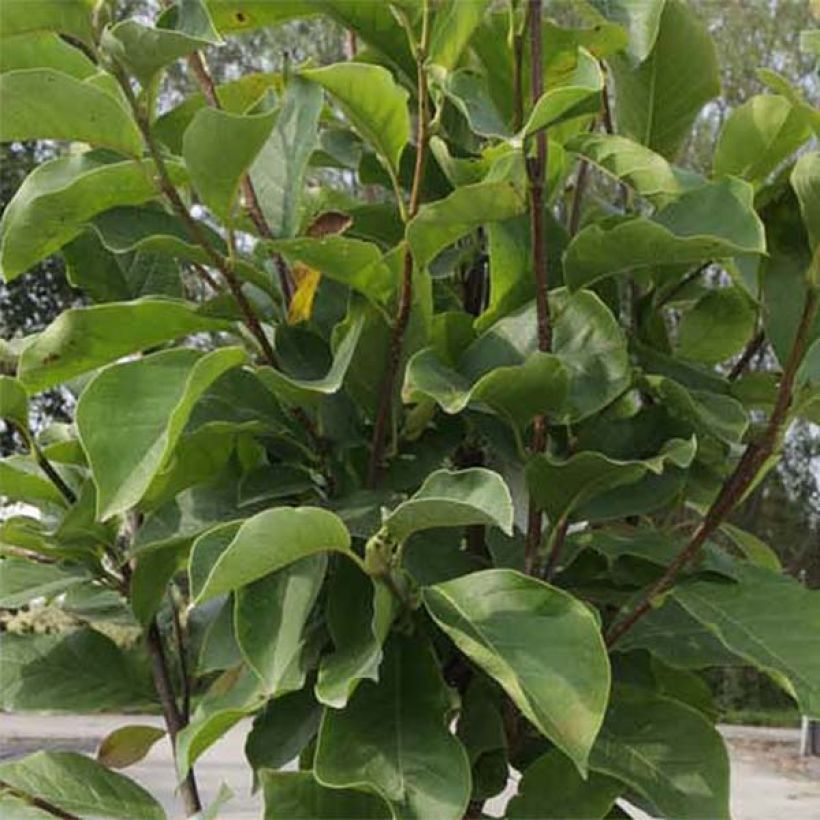 Magnolia soulangeana Alba Superba - Gewone magnolia (Blad)