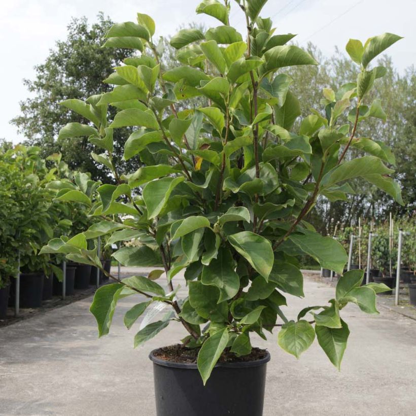 Magnolia soulangeana Alba Superba - Gewone magnolia (Groeiplaats)
