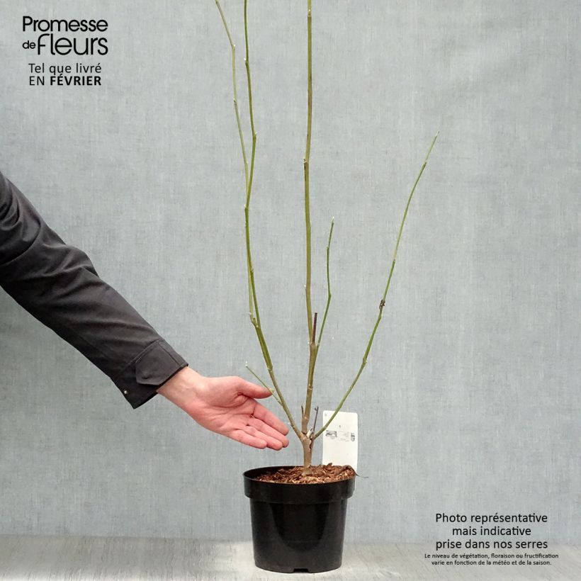 Example of Magnolia soulangeana Alba Superba Pot van 3 l/4 l as you get in hiver