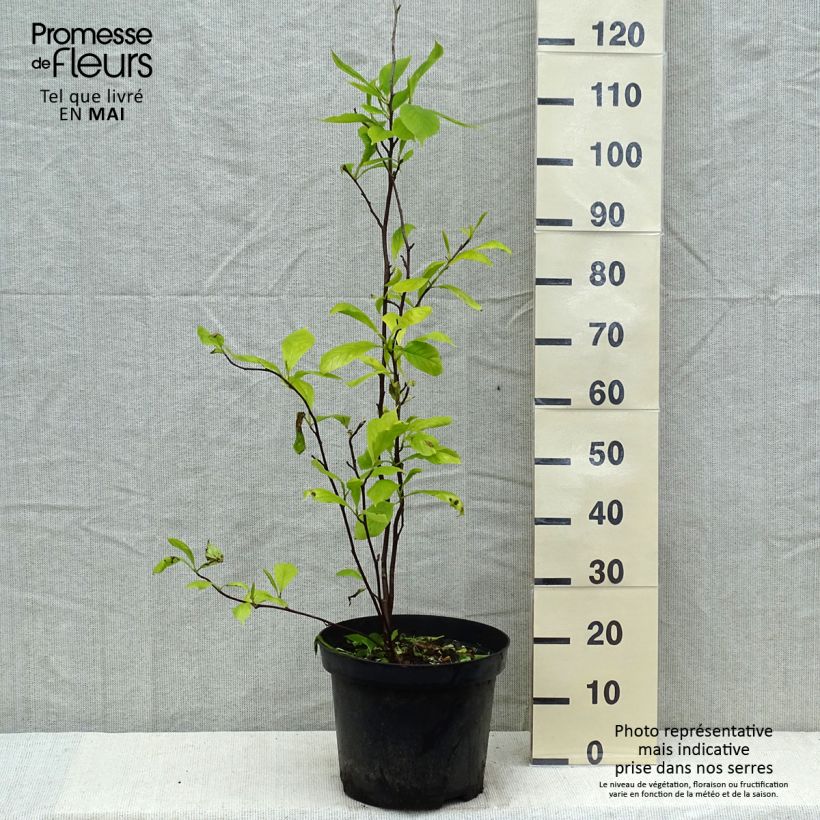 Exemplaar van Magnolia soulangeana - Gewone magnolia Pot van 7,5 l/10 l zoals geleverd in de lente