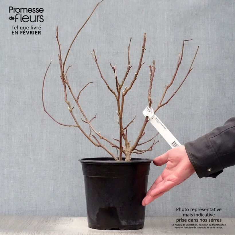 Example of Magnolia soulangeana - Gewone magnolia Pot van 3 l/4 l as you get in hiver