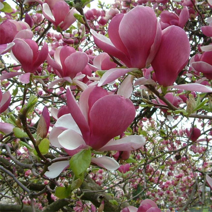 Magnolia soulangeana Rustica Rubra - Gewone magnolia (Bloei)