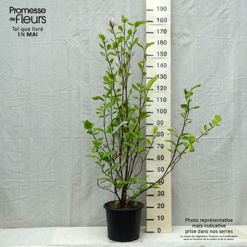 Exemplaar van Magnolia soulangeana Rustica Rubra - Gewone magnolia Pot van 7,5 l/10 l zoals geleverd in de lente
