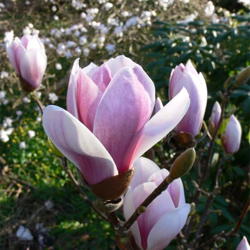 Magnolia soulangeana Satisfaction - Gewone magnolia (Flowering)