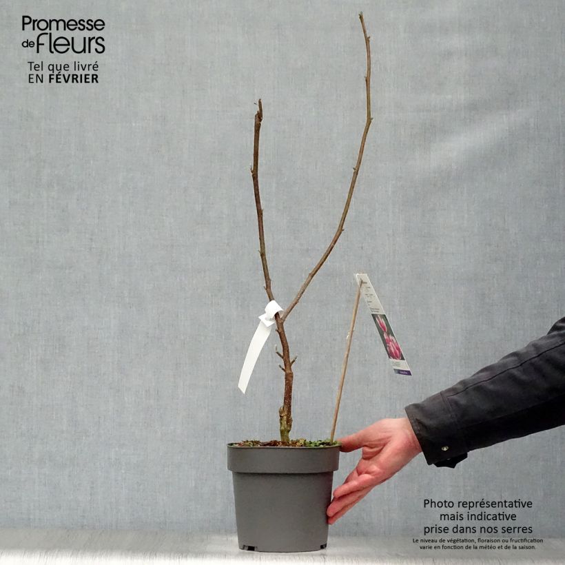 Example of Magnolia soulangeana Satisfaction Pot van 2 l/3 l as you get in hiver