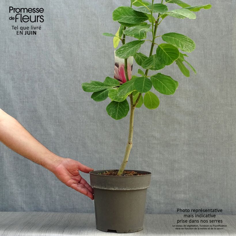Exemplaar van Magnolia sprengeri Pink Beauty - Beverboom Pot van 6 l/7 l zoals geleverd in de zomer