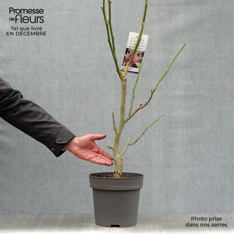 Example of Magnolia sprengeri Pink Beauty Pot van 6 l/7 l as you get in hiver